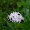 Yarrow