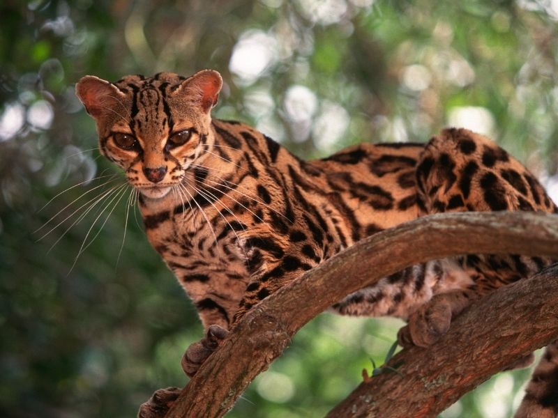 Margay