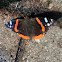 Red Admiral