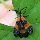 Net-winged Beetles