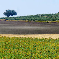 andando in Andalusia... di 