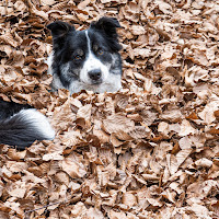 Ciro e l'autunno di annabarbi