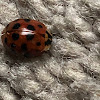 Multicolored Asian Lady Beetle