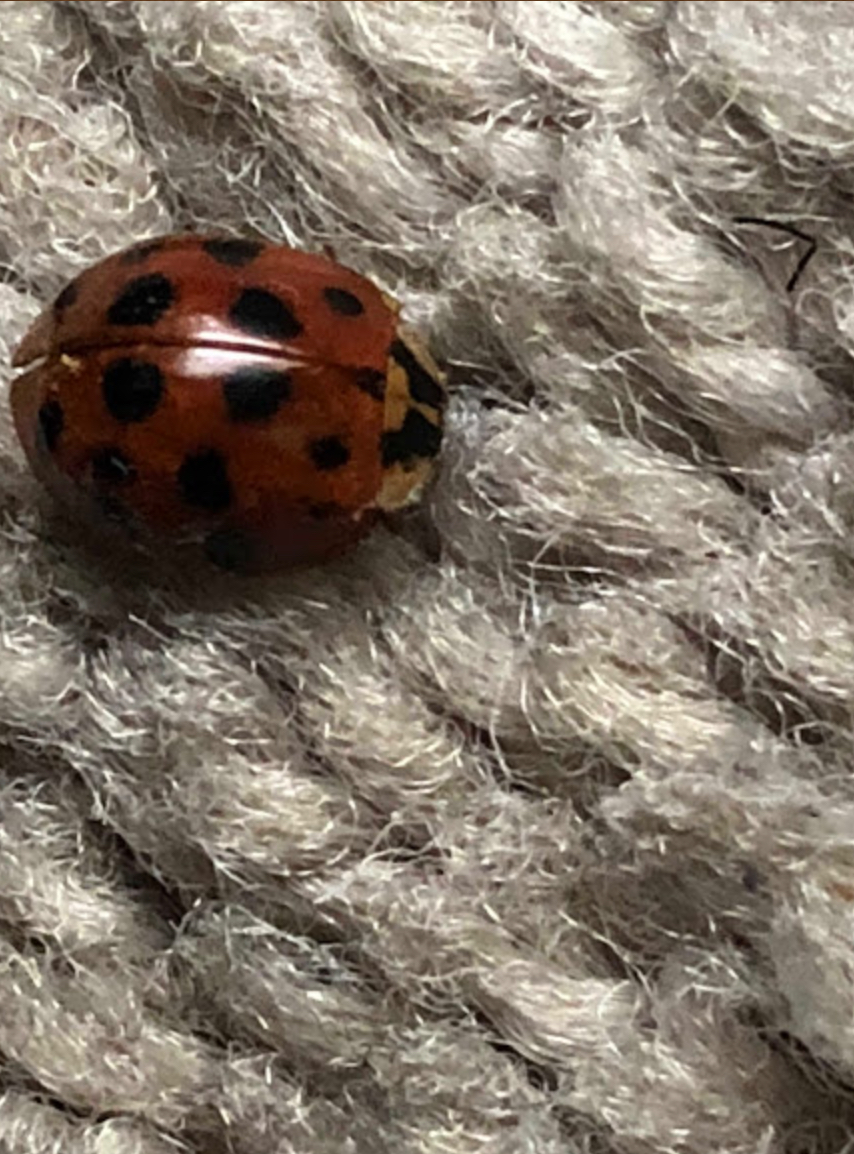 Multicolored Asian Lady Beetle