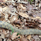 Eastern Hognose