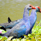 Grey-headed swamphen