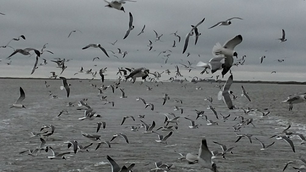 Laughing Gull