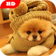 Download Pomeranian Dog Wallpaper HD For PC Windows and Mac 1.0