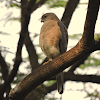 Shikra