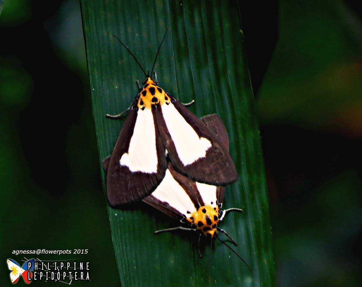 Snouted Tiger Moths (Mating)