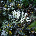 Bushy Lichen