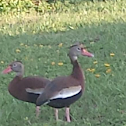 Black-bellied Whistling Duck