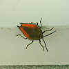 Lychee Stink Bug