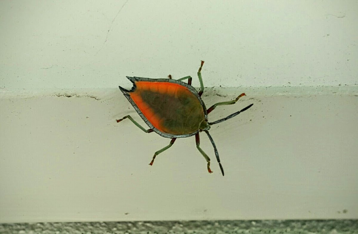 Lychee Stink Bug