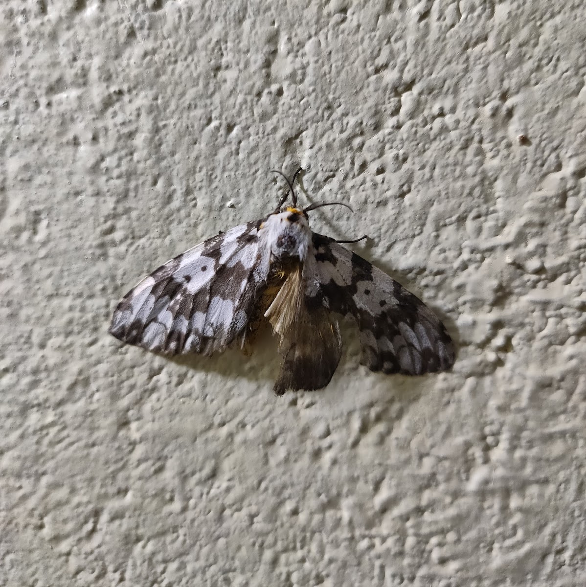 Tussock moth