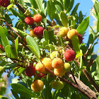 Strawberry tree