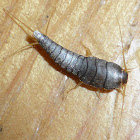 Common Silverfish