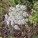 Queen Anne's lace