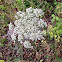 Queen Anne's lace