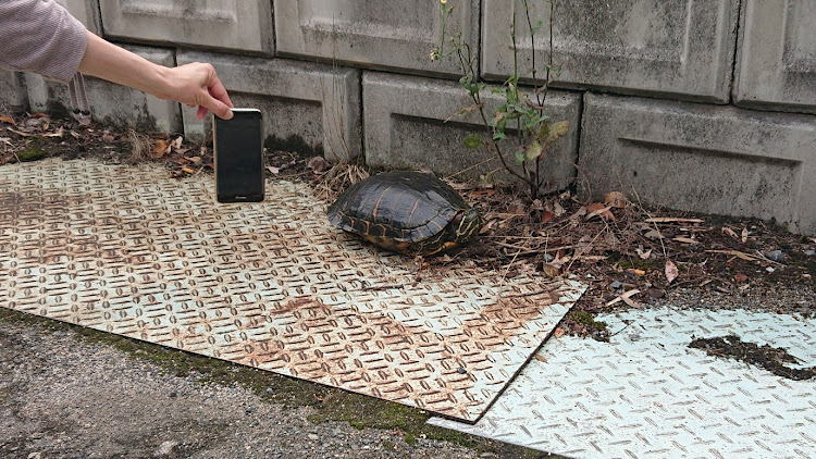 アルトの珍客に発狂した私に関するカスタム事例の投稿画像4枚目