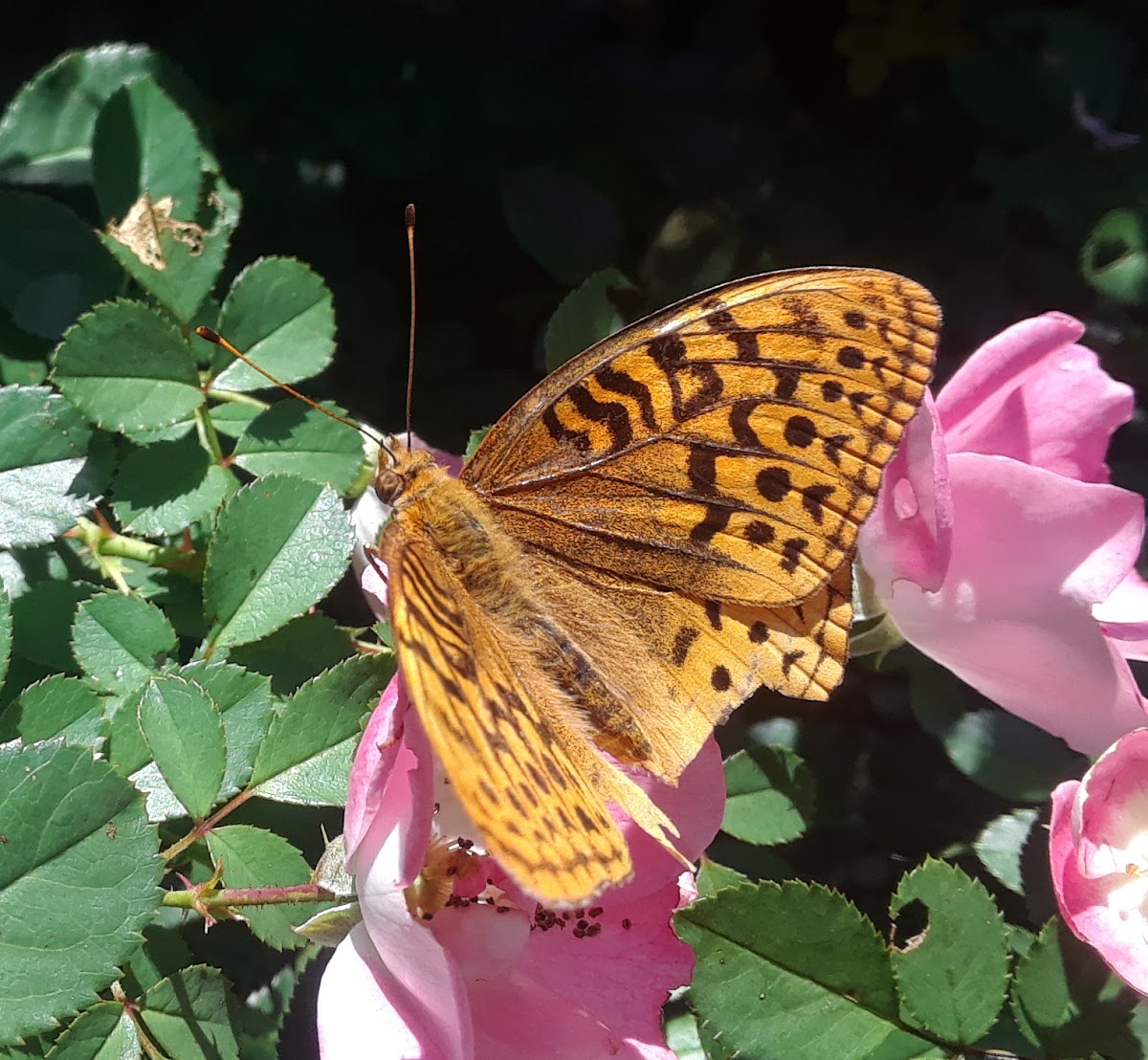 Great Spangled Fritillary