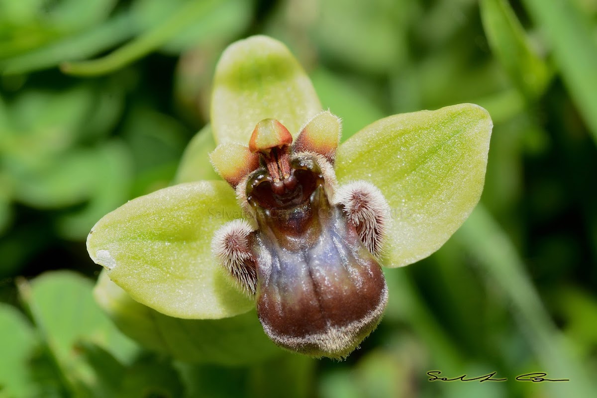 bumblebee orchid