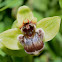 bumblebee orchid