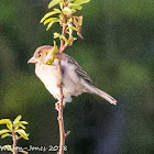 Woodchat Shrike; Alcadón Real