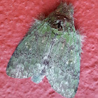 Prominent Moth