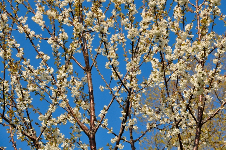 Finalmente la primavera!!! di luca boggio