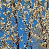 Finalmente la primavera!!! di 