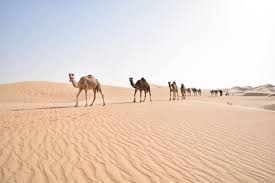 Image result for gold desert abu dhabi