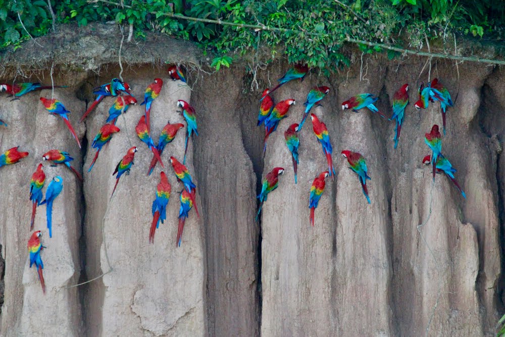 Clay Lick, os barrancos de barros que as aves gostam de comer