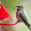 Hummingbird