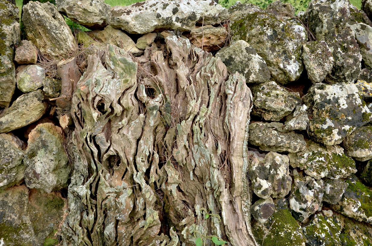 Il guardiano del tronco di Primula Vico