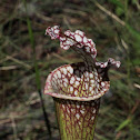 Carnivorous White-Topped Pitcher Plant