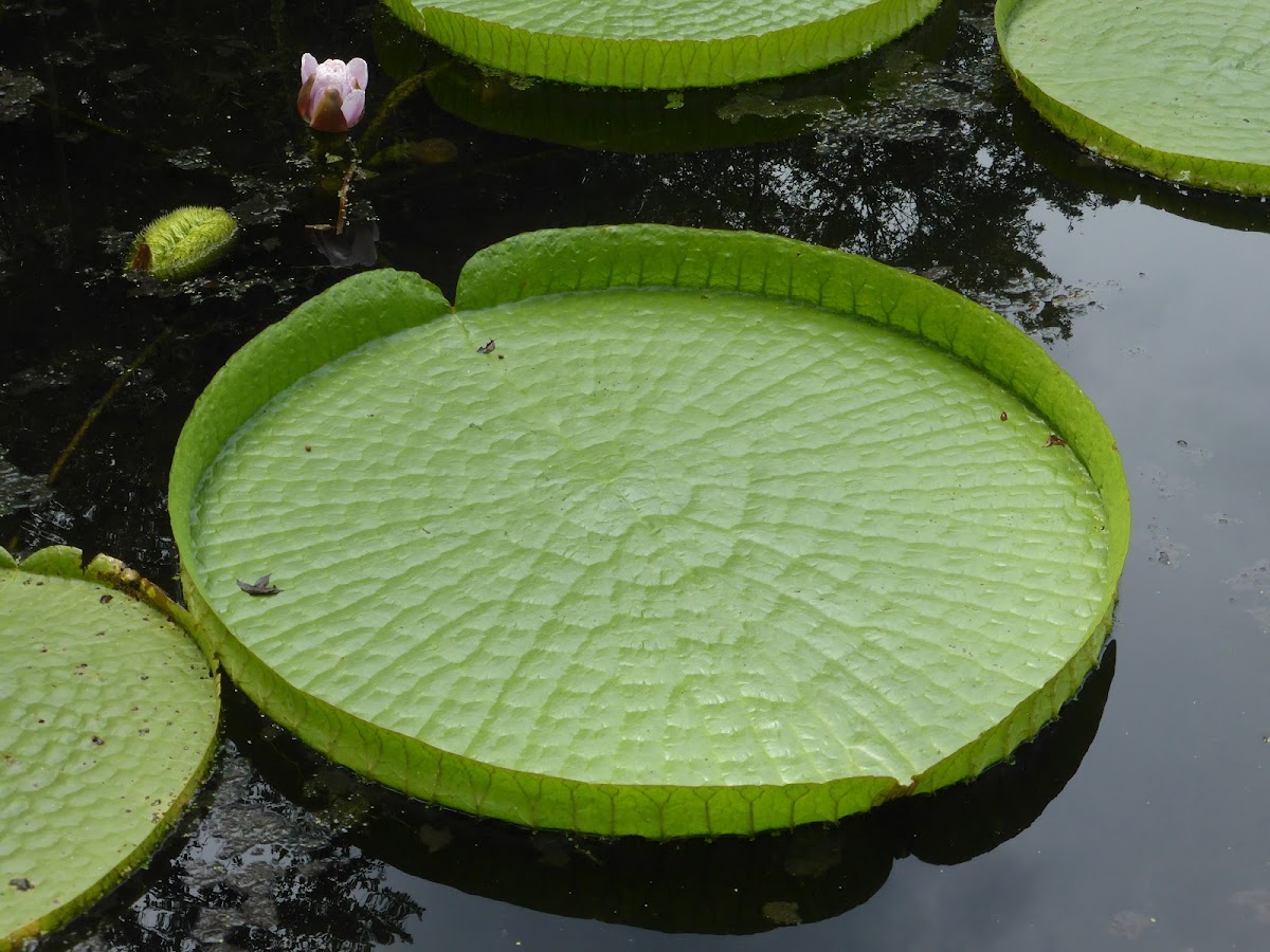 Santa Cruz Water Lily