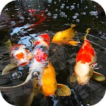 Cover Image of Download Koi Fish Video Wallpaper 3D 15.0 APK