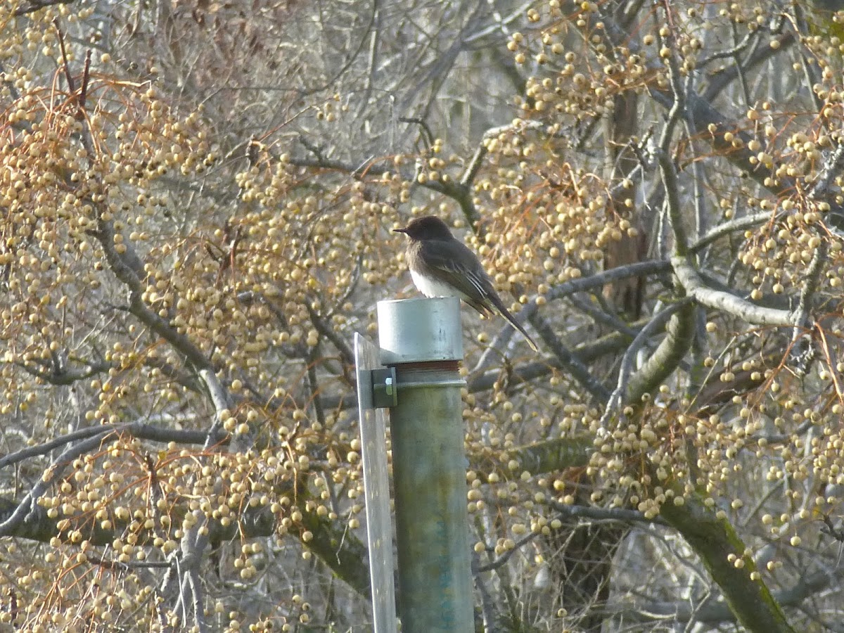 Black Phoebe