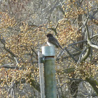 Black Phoebe