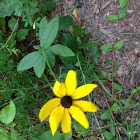 Black-Eyed Susan