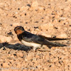 Barn Swallow; Golondrina Común