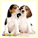 Collection de chiots icon