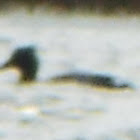 Red-breasted merganser