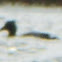 Red-breasted merganser