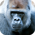 Icon Gorilla Sounds