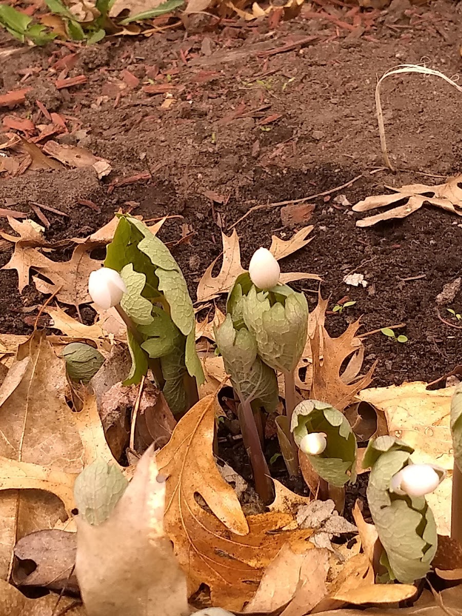 bloodroot