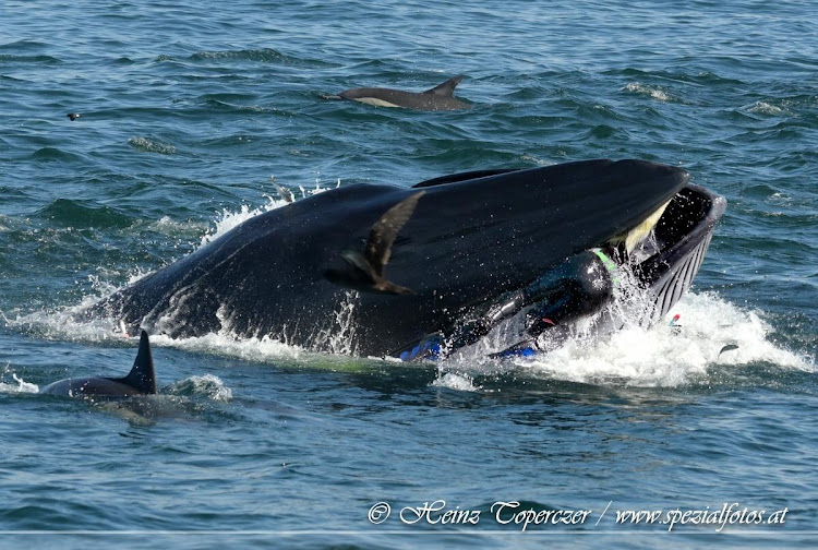 CLOSE ENCOUNTER: The moment Rainer Schimpf nearly got swallowed by a Bryde’s whale in Algoa Bay in March. Austrian photographer Heinz Toperczer captured the drama