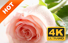 Pink Rose New Tab HD Pop Flower Theme small promo image