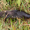 Large Black Slug